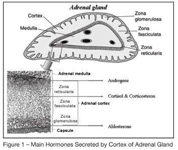 Adrenal insufficiency in sepsis