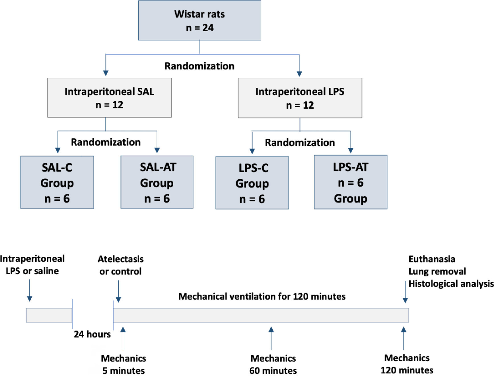 Effects of atelectatic areas on the surrounding lung tissue during
					mechanical ventilation in an experimental model of acute lung injury induced by
					lipopolysaccharide
